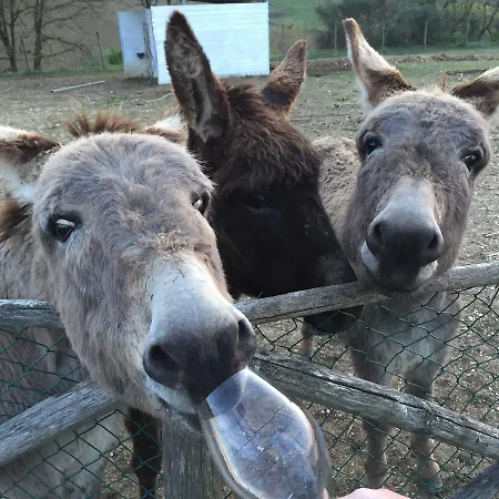 Casa Grimaldi Bed and breakfast *